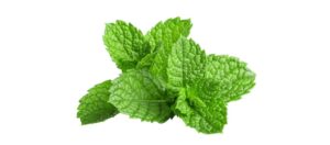 Fresh mint ingredients photo